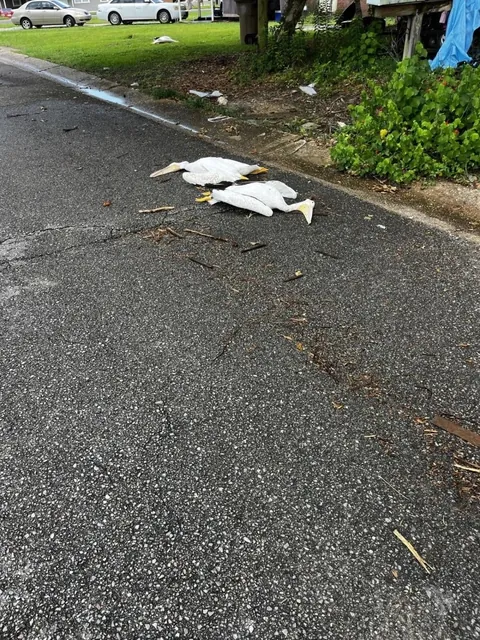 Birds mysteriously drop from the sky