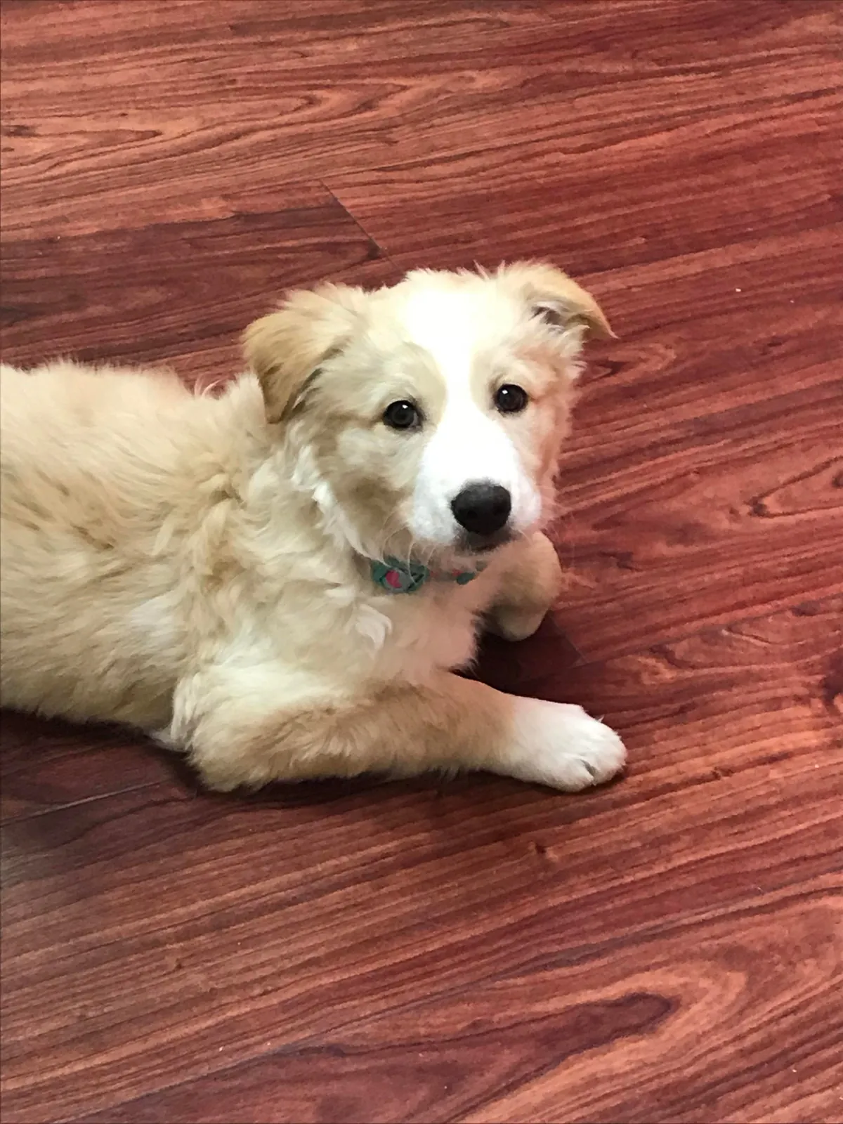 This is Luna, my soul dog🥰  From 1 week to 7.5 years old—she’s a sweet and complicated girl and I love her! ❤️