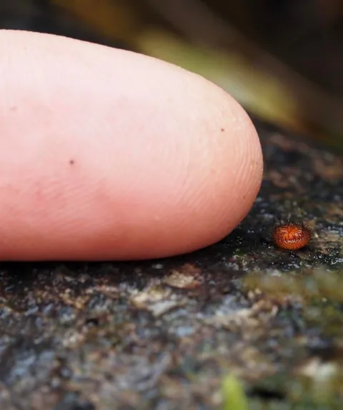New Zealand photographer takes stunning photos of tiny mushrooms