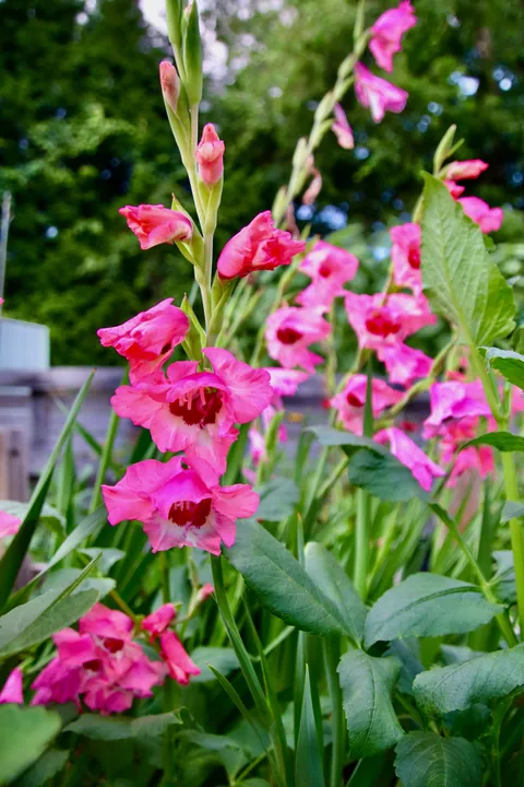 First year flower farm update