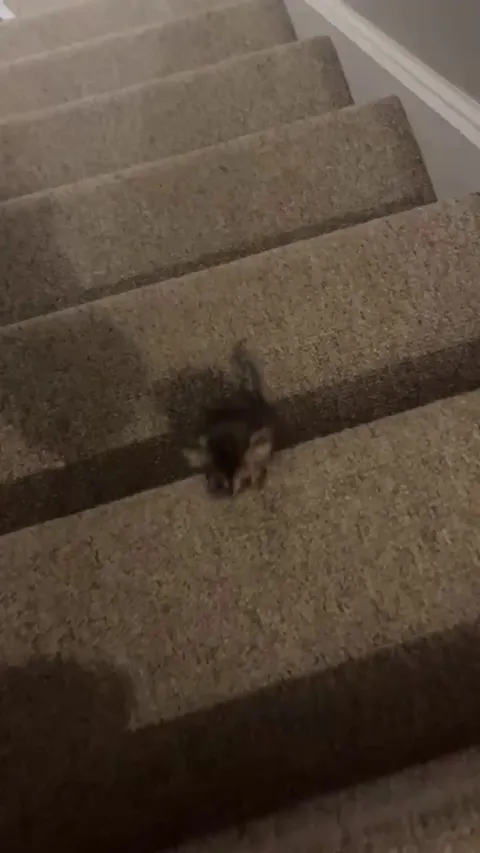 My tiny foster kitten doing her very best at climbing the stairs!