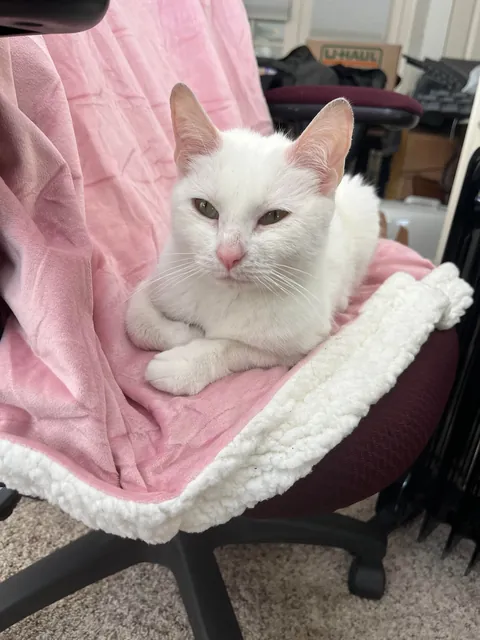 Celebrating two adorable years with this little stinker.