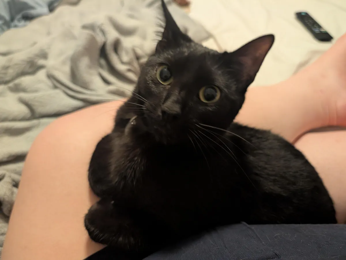 One year ago, I adopted my very first cat!