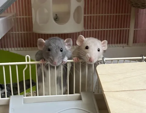 Rats won’t stop peeing everywhere🥲