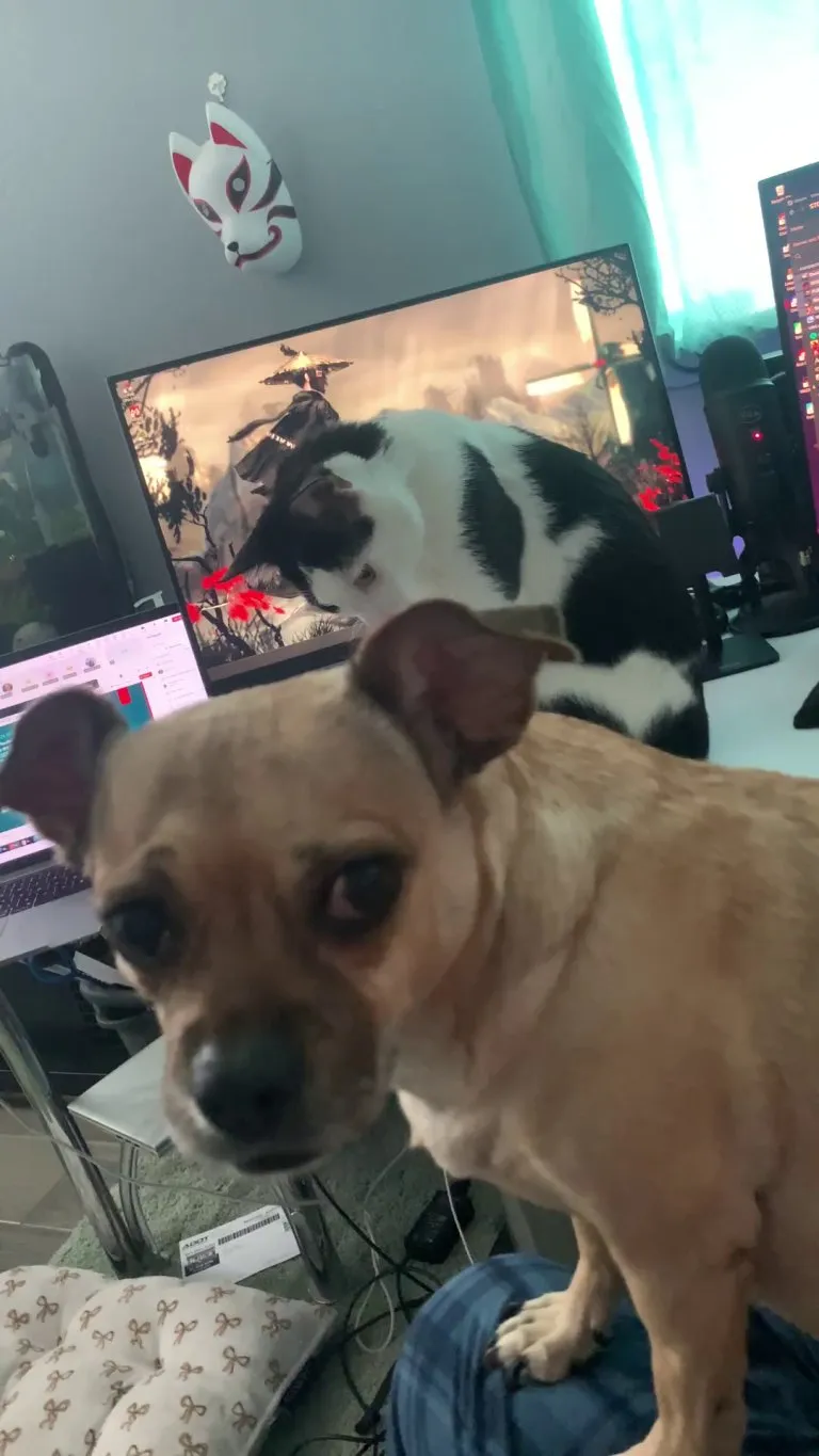 Why does my cat randomly smack my dog sometimes