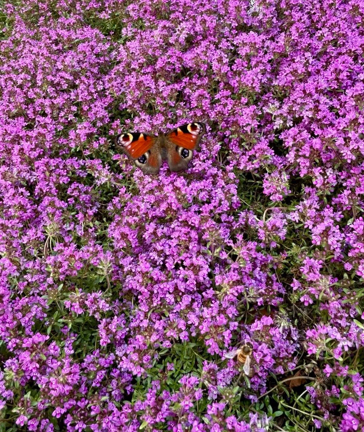 Our garden path transformation! Before &amp; after