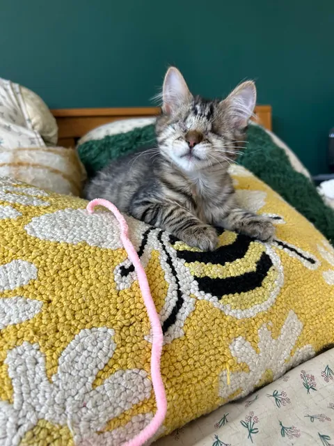 everybody say hello to our first girl cat! this is agnes and she is perfect in every way