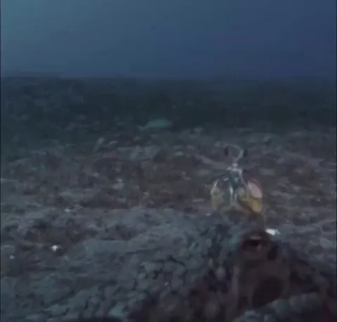 🔥Mantis shrimp fends off an Octopus with One Punch.