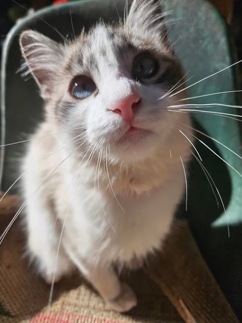 Today marks one year since I adopted Mabel. I wanted to share her Journey with you all. She's doing great!