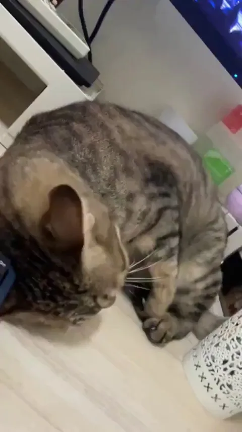 Cat wants attention from hooman