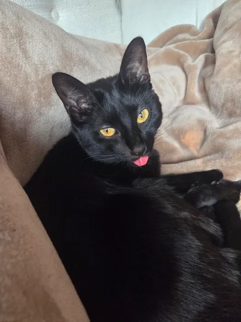 Tongues out Tuesday! Lemme seem them bleps! 😛