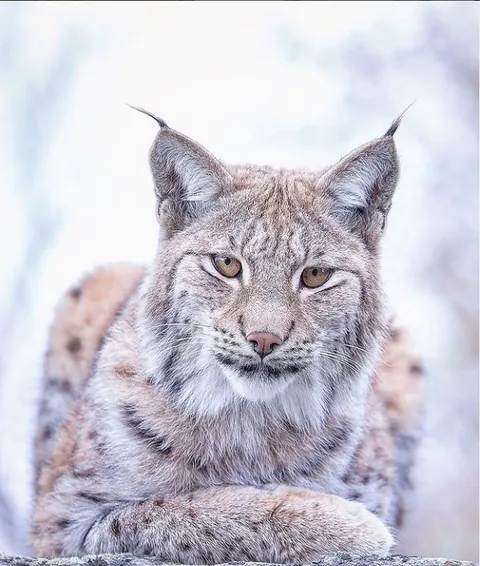 Eurasian lynx in its natural habitat