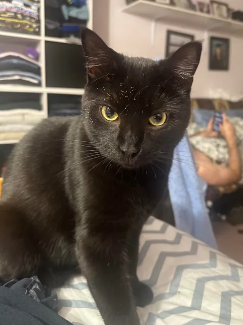 This is Koivu, the sweetest dust goblin in the world.