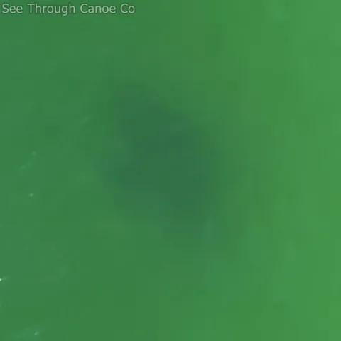 🔥 Manta Ray Rising from the Depths Then Disappearing Again. St Petersburg, Florida