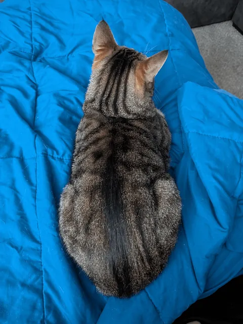 My beautiful tabby Spring, with tiny Lynx tips