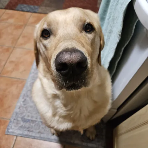 This is Mylo. He seeks the pepperoni.