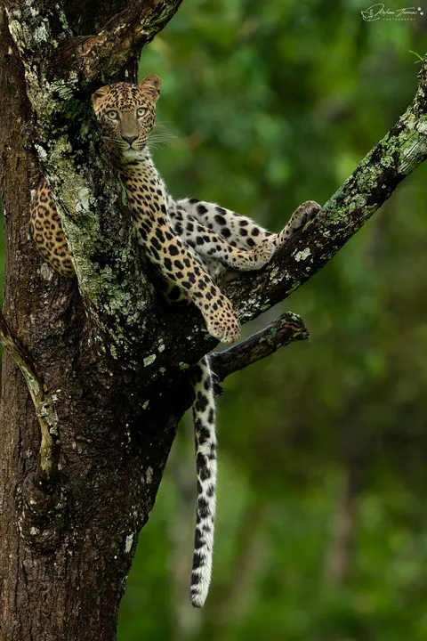 🔥 Leopard resting 🔥