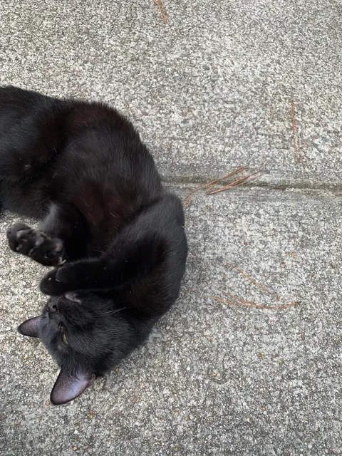 This guy. This f***ing guy.  I’ve been trying for weeks to capture and de-nut him. He is the Jean Valjean to my Javert. The Moby Dick to my Ahab. The Phantom to my Clouseau.