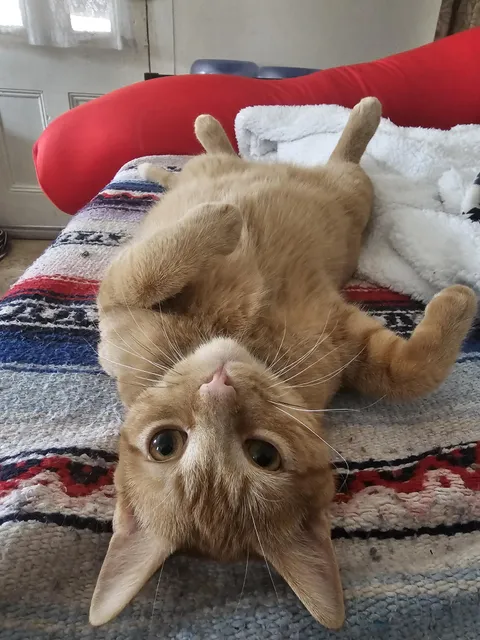 Gus is living the dream after being saved from a junkyard as a kitten.