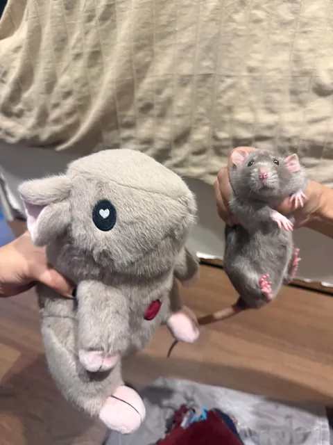 Remy isn’t very pleased (she is so ready to bite it)