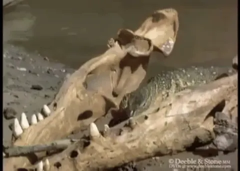 Monitor lizard uses its tail and body to corral a fish