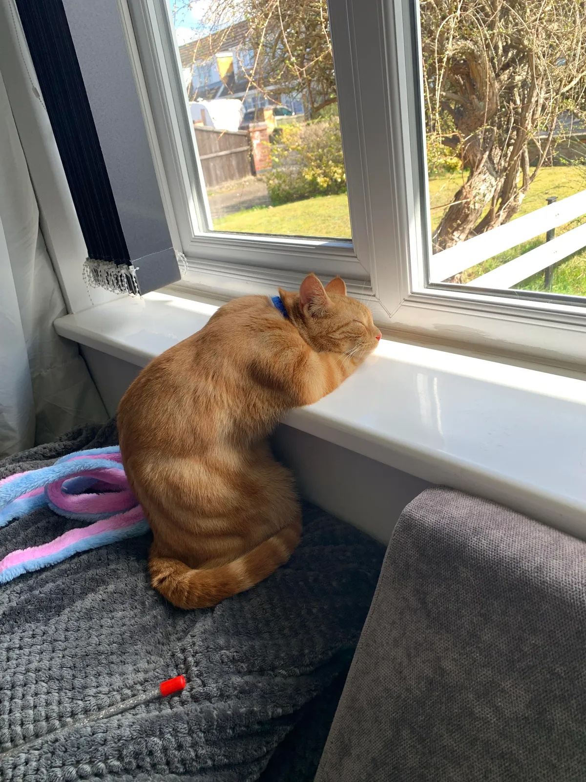 My boy Eddie sleeping