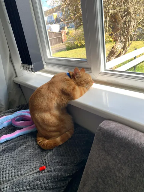 My boy Eddie sleeping