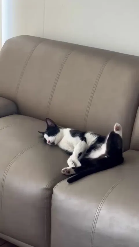 My cat Lion loves to sleep with his leg raised