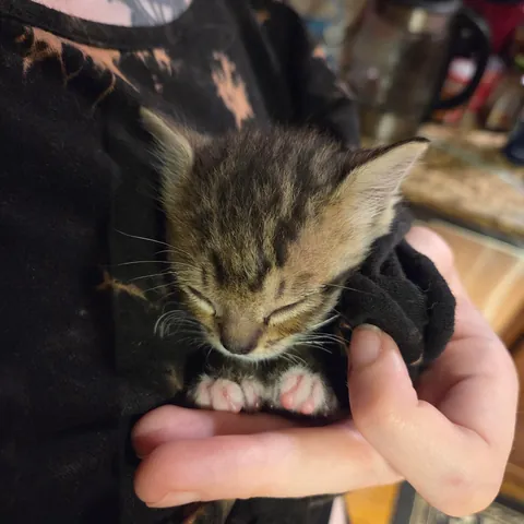 Photo dump of Chimney. The single kitten i found all alone.