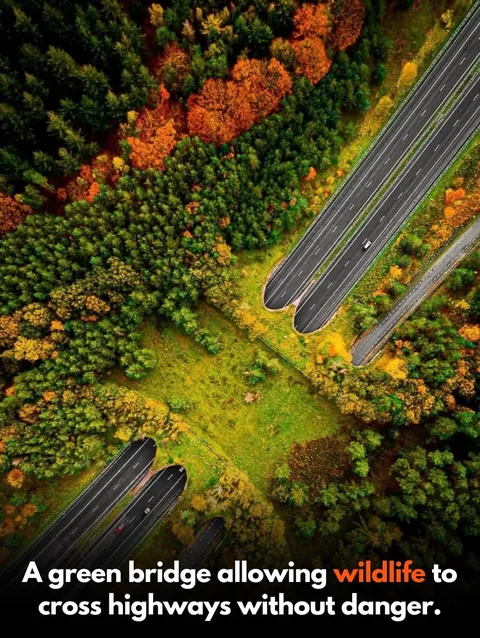 Design that puts People, Animals and Nature first.