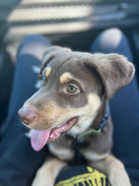 Found this lil guy on the street, he has his forever home now :)