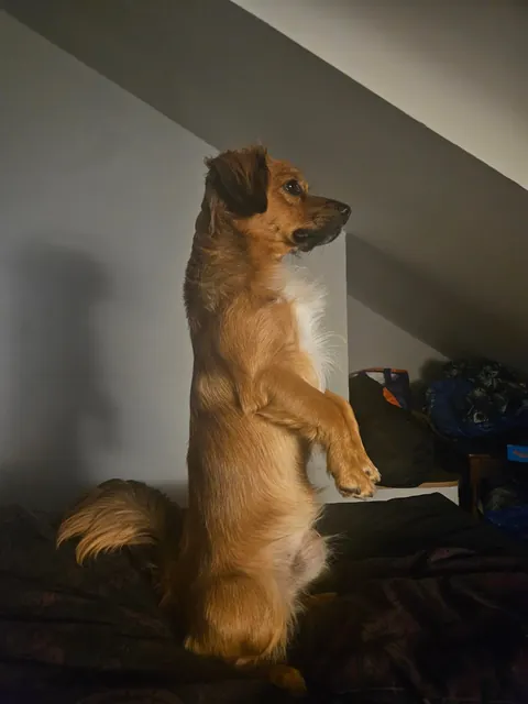Kevin has once again turned into a meerkat.