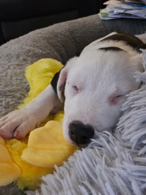 Walton Doggins says henlo!!