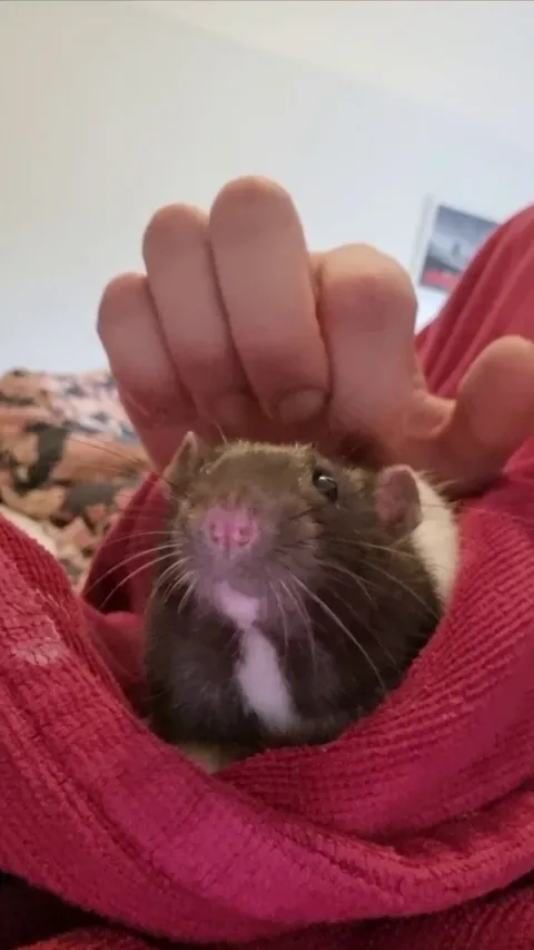 This is Gazpacho's second day in his forever home - is this too much handling too soon? (First time owner)