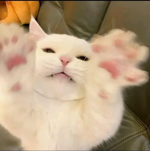 Hooman, gimme cuddles