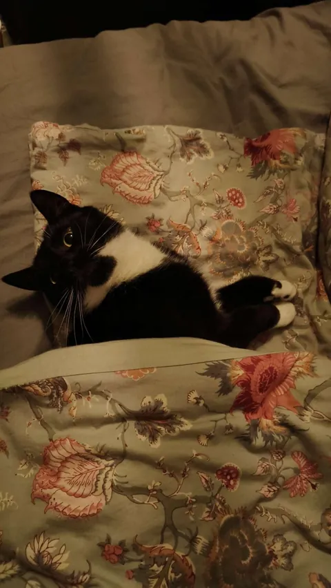 My cat was trying to pet me last night