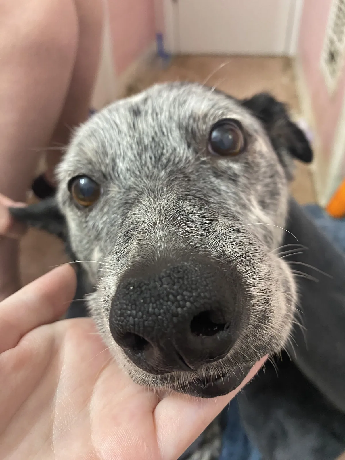 Meet my girlfriends dog, Lilah.