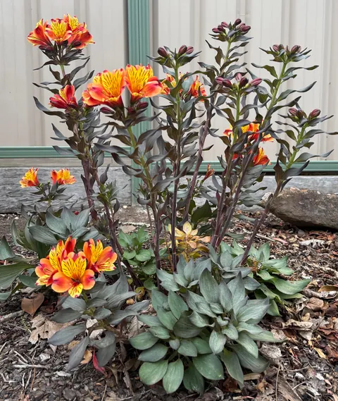 Alstroemeria - Peruvian lily