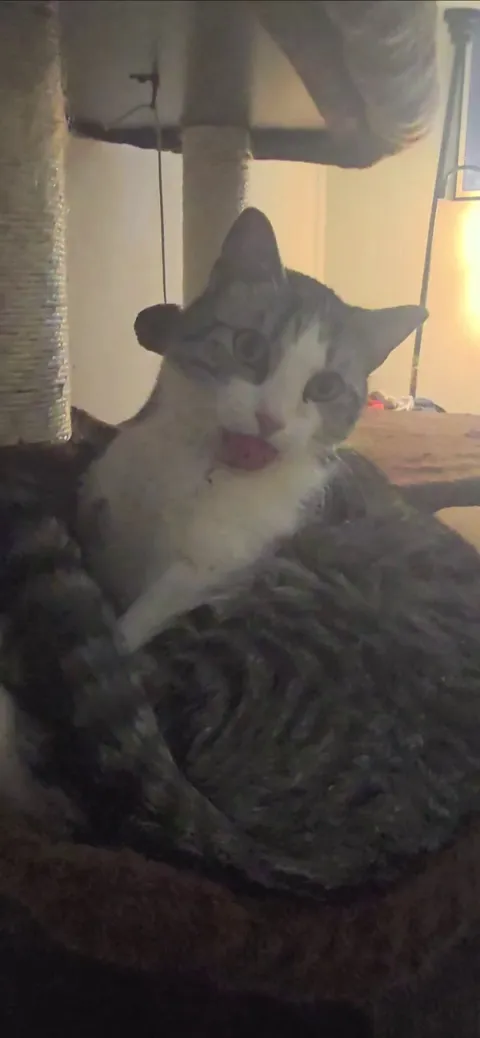 Catthew is a full time derp