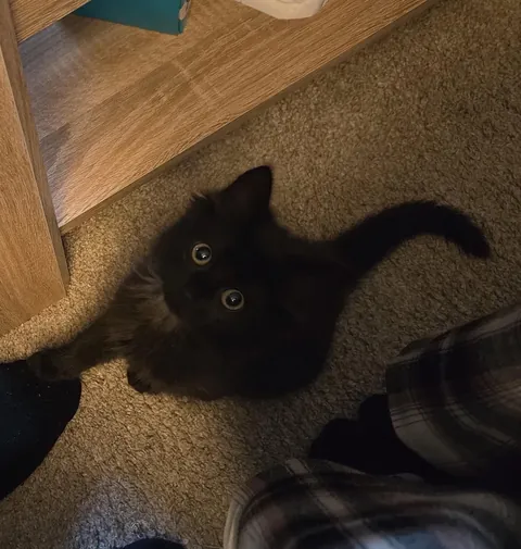 Just adopted my first kitten🖤 Her name is Misu🎀