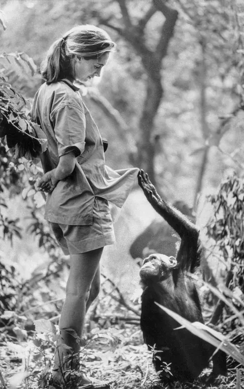Dame Jane Goodall and a Chimpanzee? 1970's