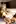 Jenna Jameson. Penthouse. January 2004. Spiky…