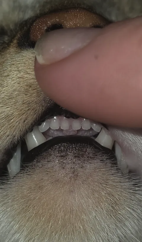 You needed to see these teefers