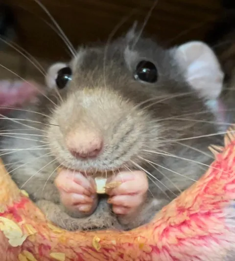 Can people reply to this with silly pics of their rats