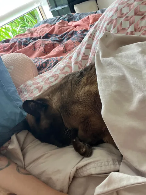 Last day with my soul cat. My heart is broken