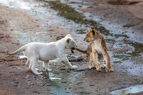 🔥 The only white lion cub in the wild!
