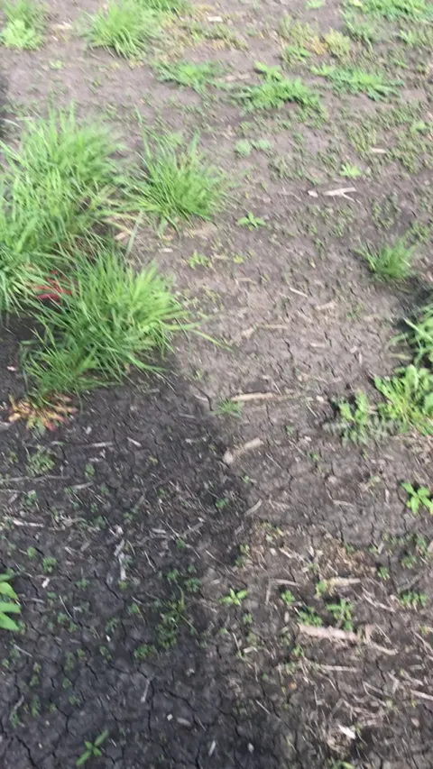 He always finds me on the job site and asks for belly rubs. I don’t know his name or where he lives.