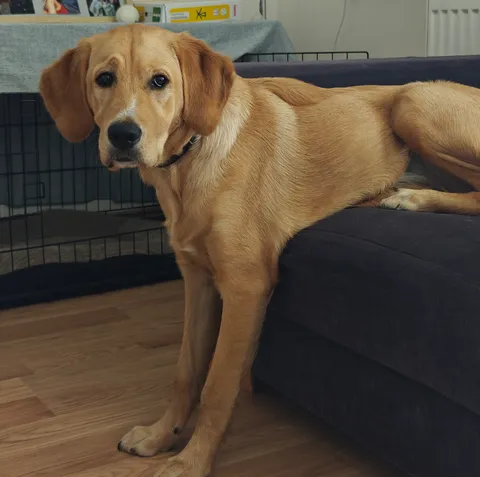 My puppy can't decide - stand up or lay on chair 😁