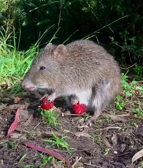 Mom Potoroo and baby dine on yummy strawberries