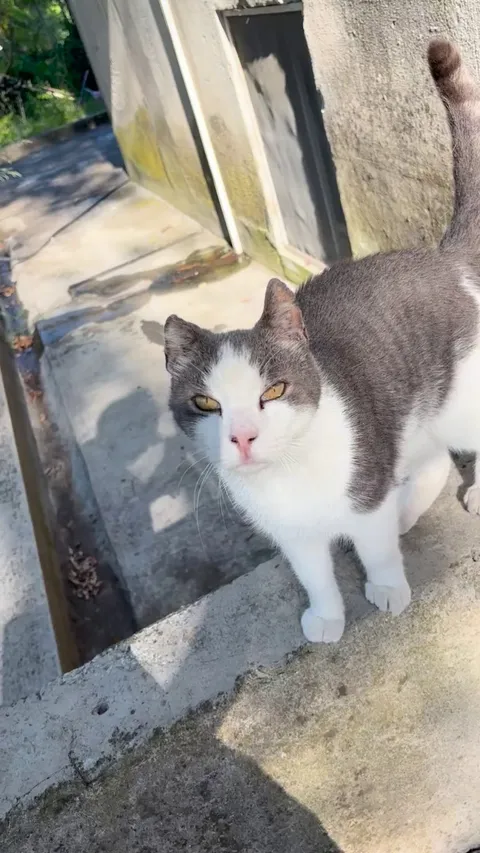 The neighbor’s cat, it’s always nice to run into him